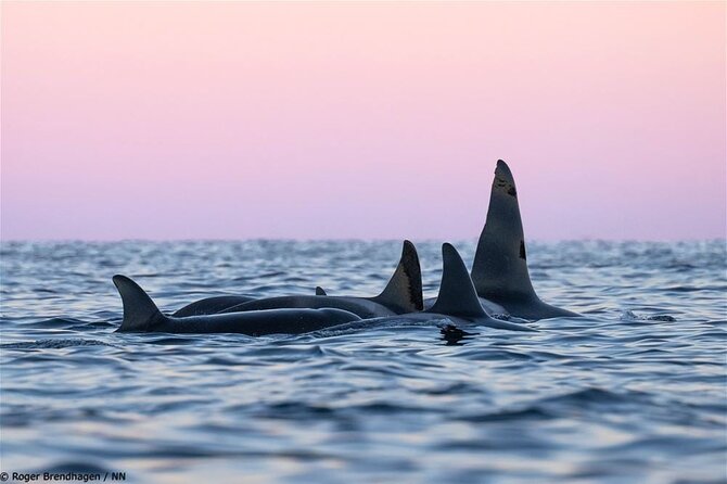 24hr Northern Lights & Whale Watching Cruise - Sleeping aboard in a warm cabin