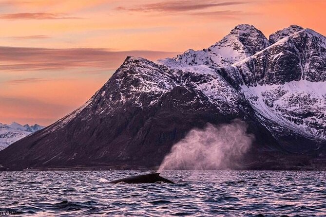 24hr Northern Lights & Whale Watching Cruise - Meals, coffee, and the practical value of the package