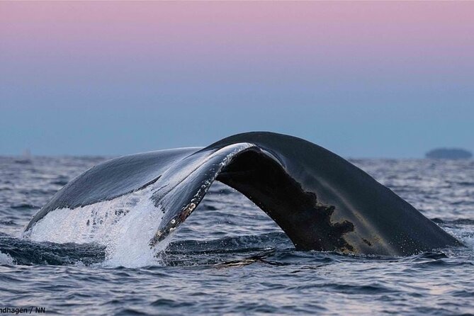 24hr Northern Lights & Whale Watching Cruise - Booking details worth knowing