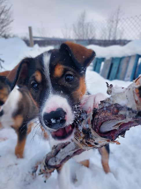 Abisko: Northern Lights Hike with Husky Puppies - What the three-hour schedule feels like