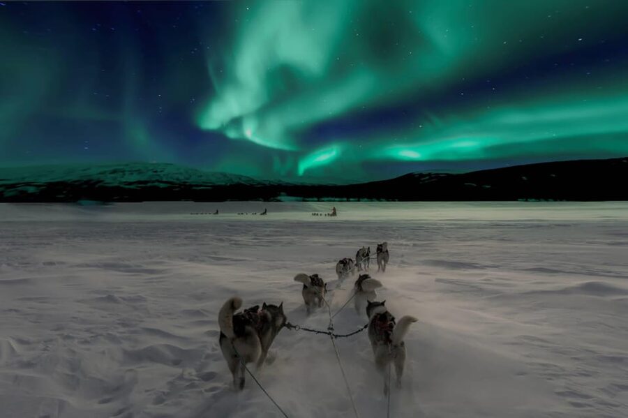Alta: Dog Sledding Trip under the Northern Lights - Why driving the sled changes the whole experience