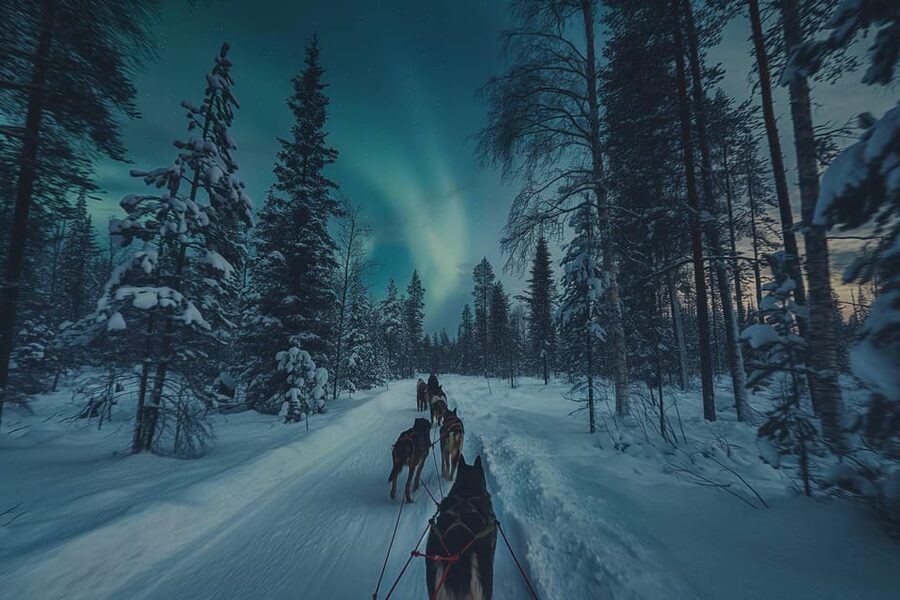 Alta: Dog Sledding Trip under the Northern Lights - Into the pine forest and up to Finnmarksvidda