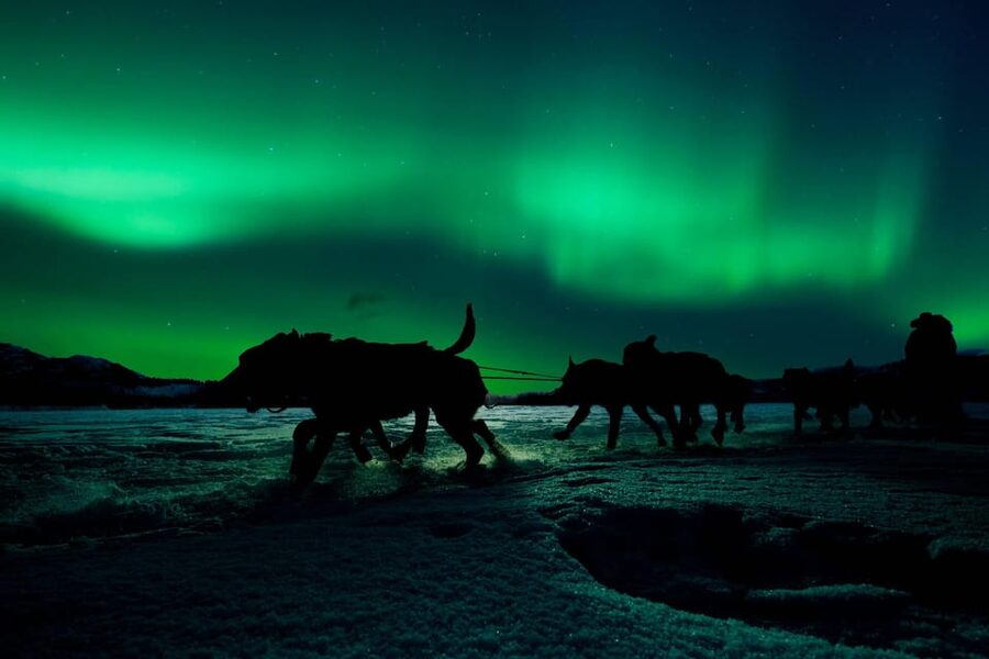 Alta: Dog Sledding Trip under the Northern Lights - The Northern Lights are a bonus, not a guarantee