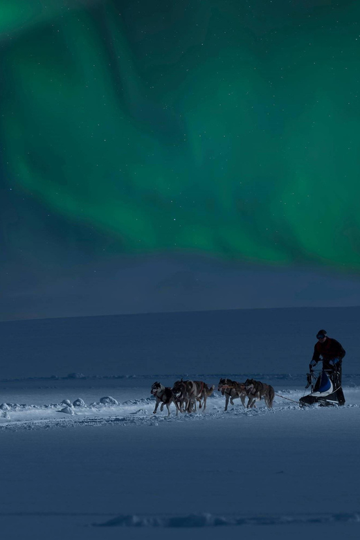 Alta: Dog Sledding Trip under the Northern Lights - Returning to Gargia for coffee and local stories