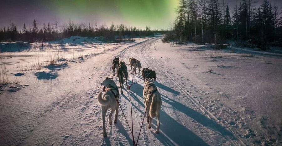 Alta: Dog Sledding Trip under the Northern Lights - From Alta to Gargia in about 30 minutes