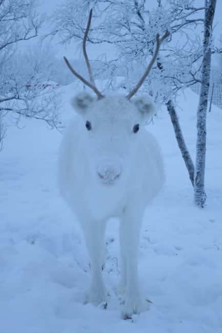 Experience the majestic Auroras Kiruna-Abisko & lodge dinner - Who should book this Kiruna evening