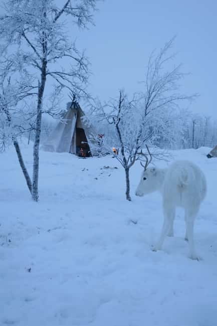 Experience the majestic Auroras Kiruna-Abisko & lodge dinner - Should you book it?