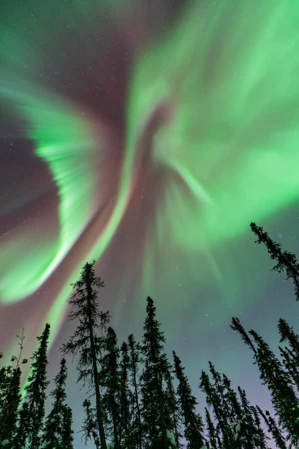 Fairbanks: Aurora Borealis Northern Lights Tour - Forecasting turns the tour into an active search