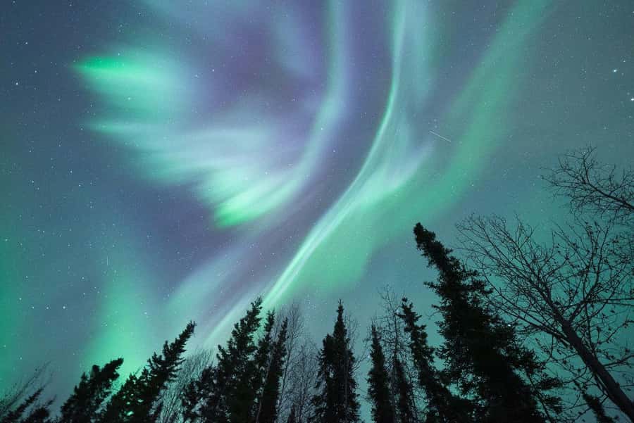 From Fairbanks: Northern Lights and Arctic Circle Tour - Food, pickup, and the $330 price