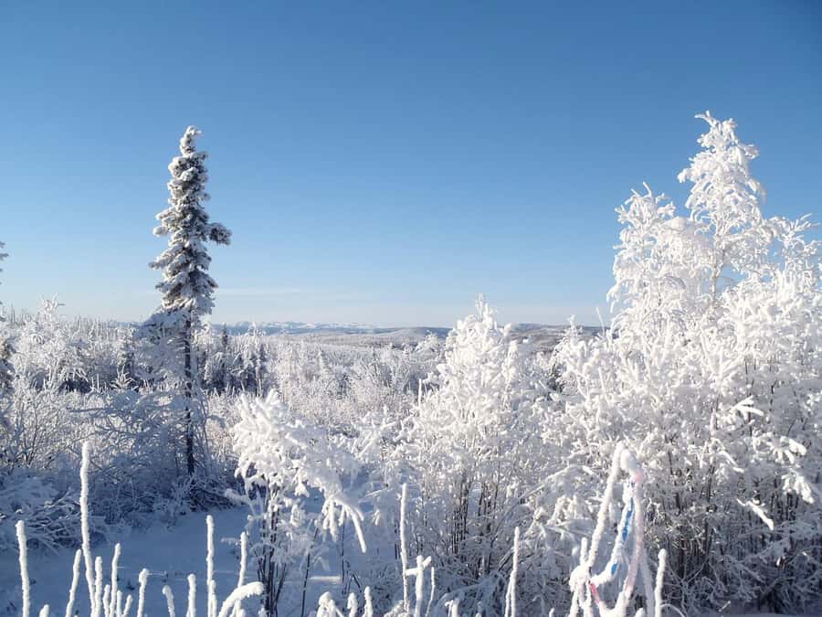 From Fairbanks: Northern Lights and Arctic Circle Tour - Following the Trans-Alaska Pipeline north