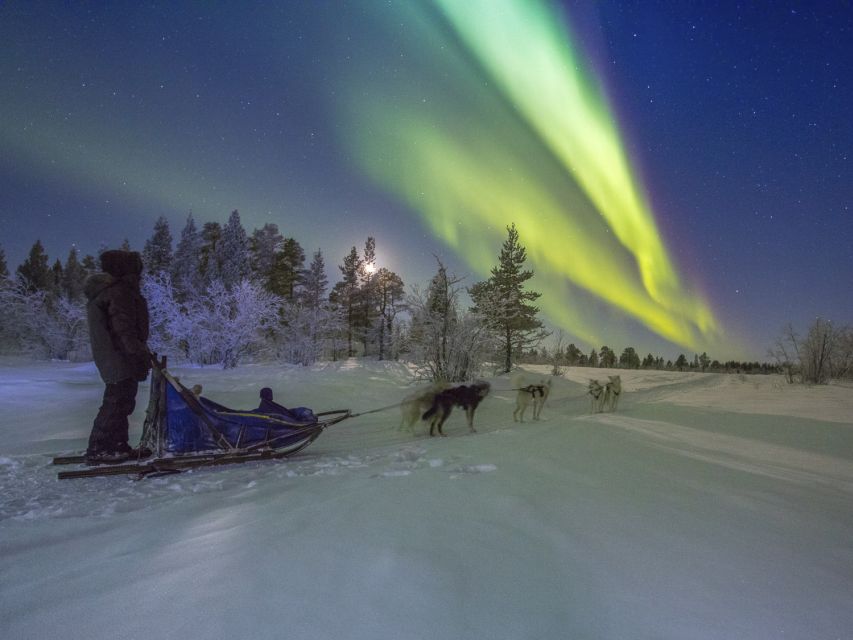 From Kiruna: Northern Lights Guided Husky Sledding Adventure - A 1.5-hour ride through the Arctic night