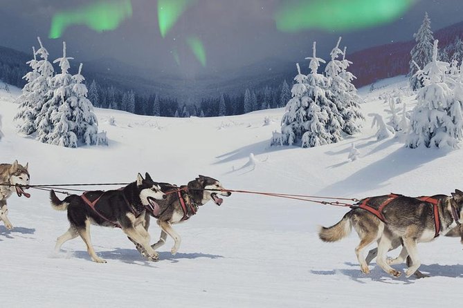 Hunting Northern Lights with Husky - What this Rovaniemi night is really about