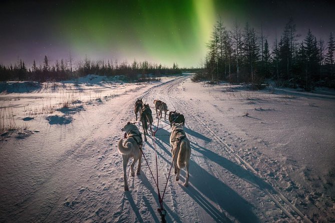 Hunting Northern Lights with Husky - Blueberry juice, sausages, and the campfire stop