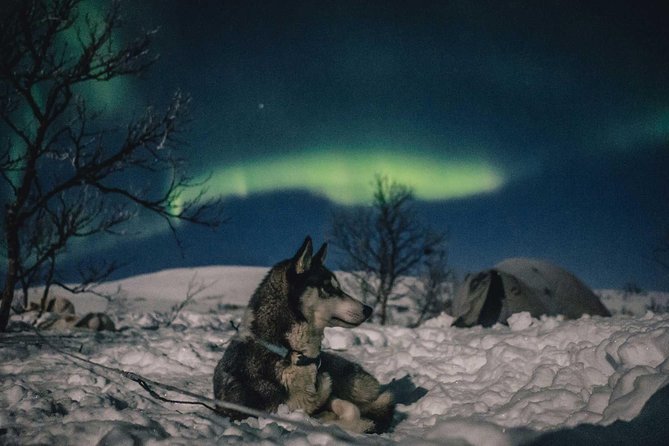 Hunting Northern Lights with Husky - Is $275.90 a fair price?