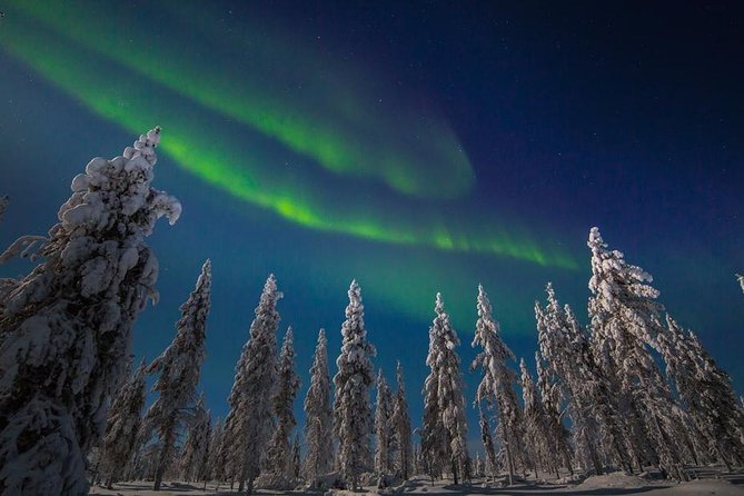 Hunting Northern Lights with Husky - Meeting the huskies and the local mushers