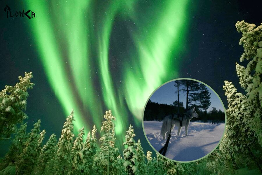 Ivalo: Aurora Hunting with Huskies - Walking uphill with a husky