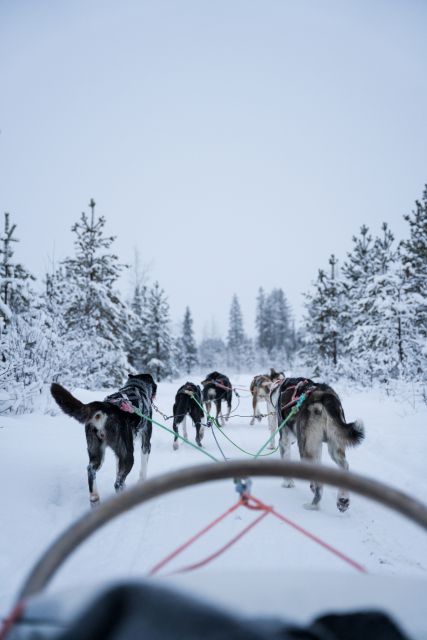 Levi: Evening Husky Sled Ride under the Northern Lights - Key points to know before booking