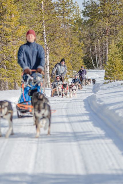 Levi: Evening Husky Sled Ride under the Northern Lights - Meeting the huskies before the ride