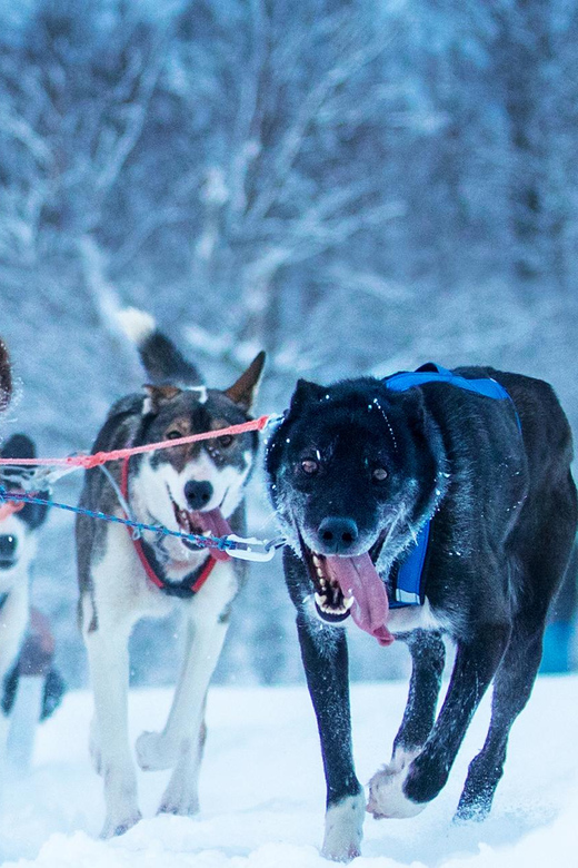 Narvik: Dog-sledding with Northern Lights Ceremony - Key points to know before booking