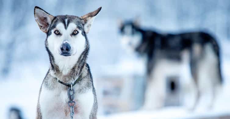 Narvik: Dog-sledding with Northern Lights Ceremony - Taking control of a four to six-dog team