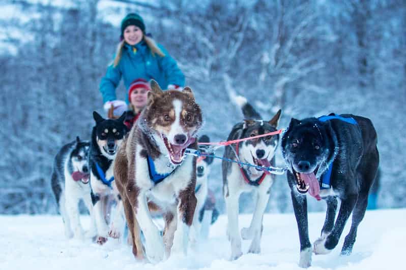 Narvik: Dog-sledding with Northern Lights Ceremony - Sami stories, joik, and the Northern Lights ceremony