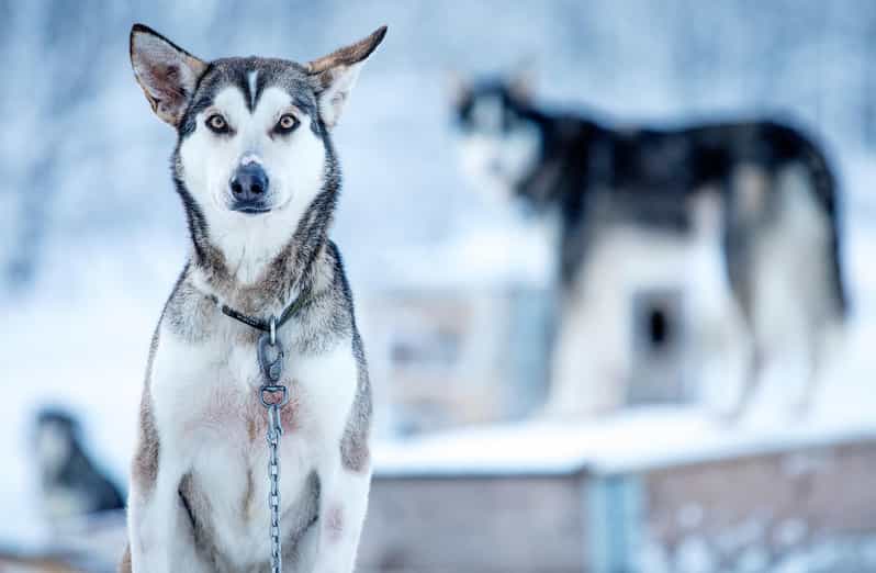 Narvik: Dog-sledding with Northern Lights Ceremony - Should you book the Husky Isogaisa tour?
