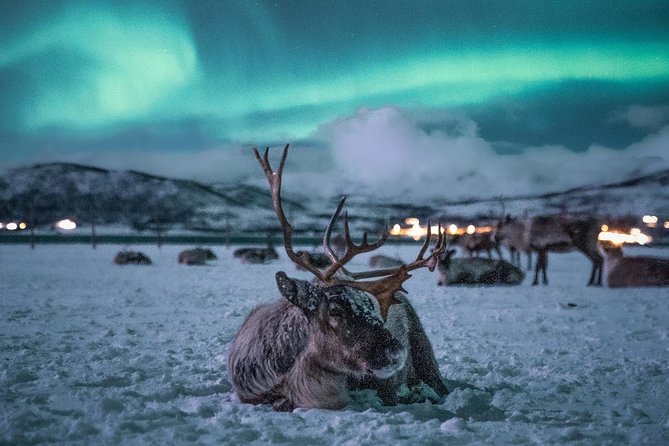 Night Reindeer Sledding with Camp Dinner and Chance of Northern Lights - Is $225.66 a fair price?