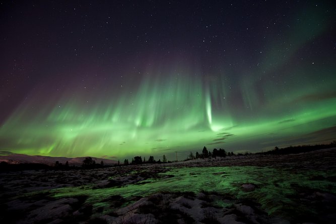 Northern Lights Husky Visit - Key points to know before you book
