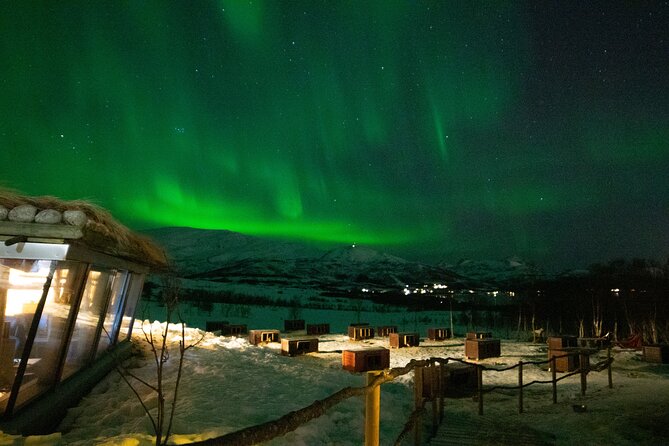 Northern Lights Husky Visit - Who will enjoy this most?