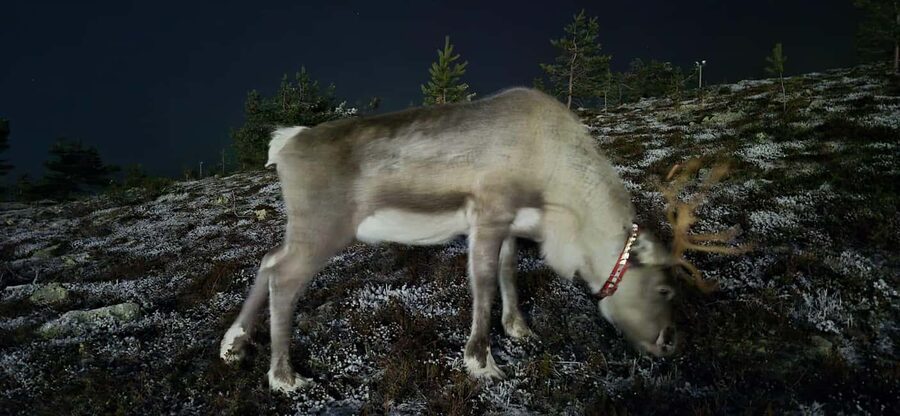 Northern Lights Snowshoe Hike in Levi with Latvian Guide - How the Northern Lights part really works