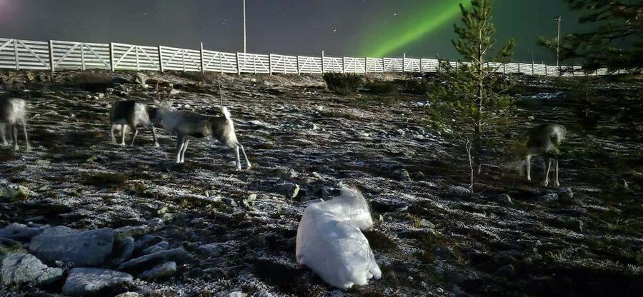 Northern Lights Snowshoe Hike in Levi with Latvian Guide - Photos and the personal touch