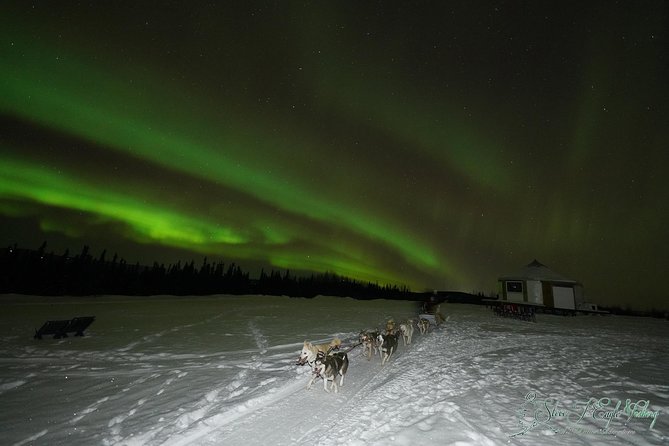 Northern Lights Viewing including Dinner and Dog Sledding - Key points to know before booking