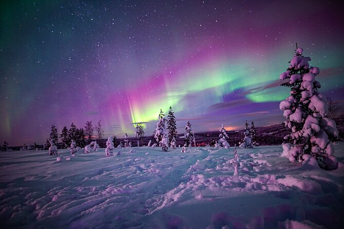Northern Lights Wilderness Small-Group Tour from Rovaniemi - How much value do you get for $155.68?