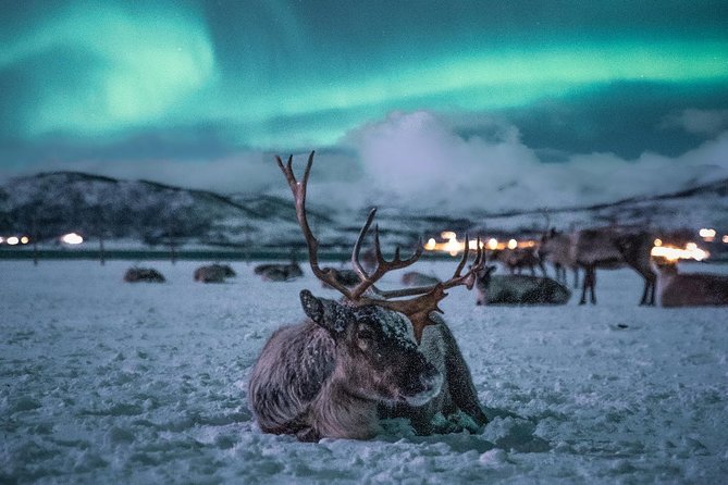 Reindeer Camp Dinner with Chance of Northern Lights in Tromso - Inside the lavuu by the fire