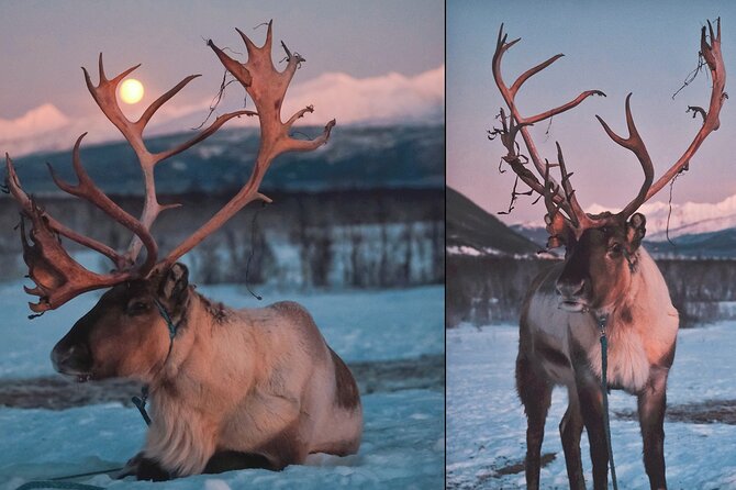 Reindeer feeding & Saami Culture with chance for Northern Lights - What this Tromsø Sámi evening is really about