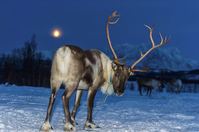 Reindeer feeding & Saami Culture with chance for Northern Lights - What the Sámi presentation adds