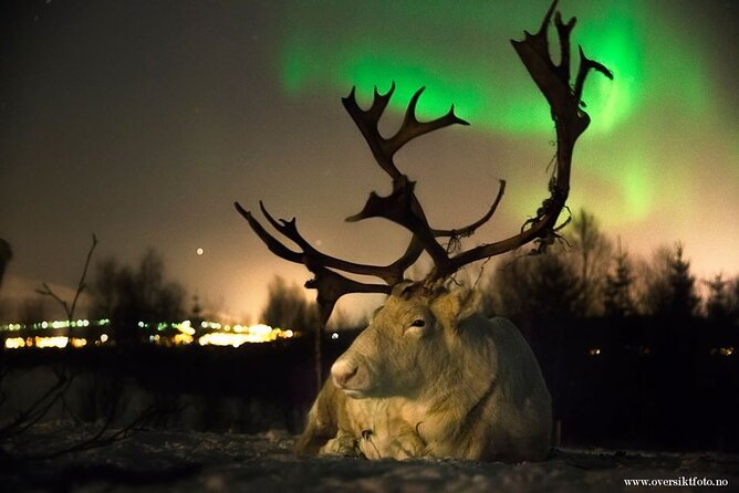 Reindeer feeding & Saami Culture with chance for Northern Lights - The minibus ride from Tromsø