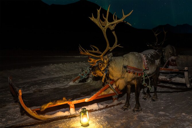 Reindeer Sledding and Feeding with Chance of Northern Lights Tromso - Leaving Tromso for the reindeer camp