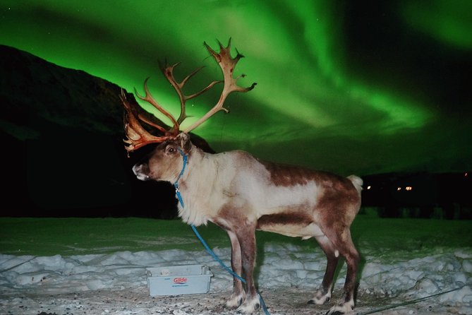 Reindeer Sledding and Feeding with Chance of Northern Lights Tromso - Warm up in the lavvu with Sami food