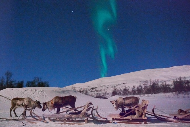 Reindeer Sledding and Feeding with Chance of Northern Lights Tromso - Learning about Sami life from the guides