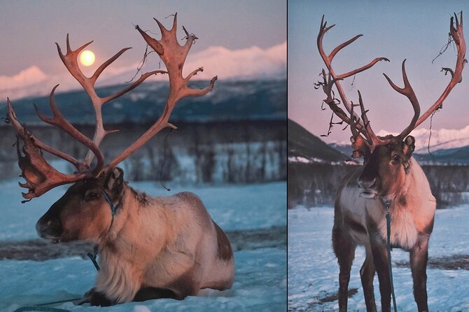 Reindeer Sledding and Feeding with Chance of Northern Lights Tromso - Looking for the northern lights
