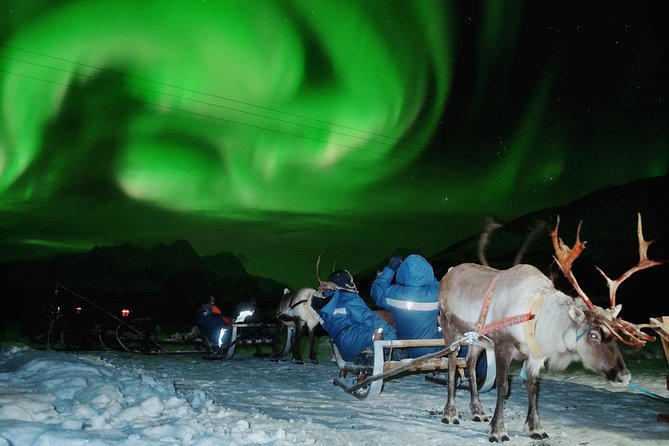 Reindeer Sledding and Feeding with Chance of Northern Lights Tromso - Feeding the reindeer at Tromso Lapland