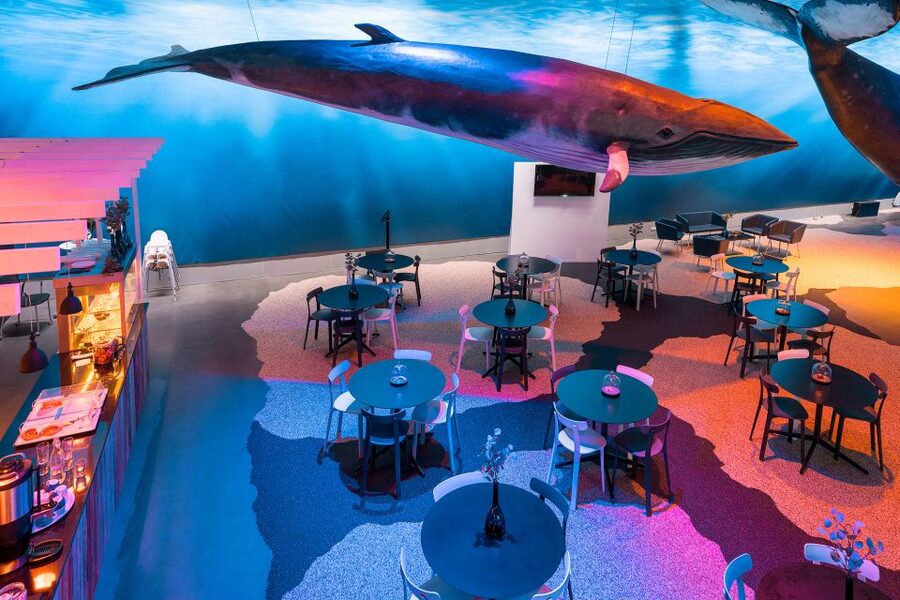 Reykjavik: 2-Hour Northern Lights by Boat with Backup Plan - My booking advice