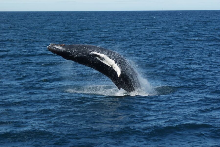 Reykjavik: Whale Watching & Northern Lights Combo Cruise - Key points to know before booking