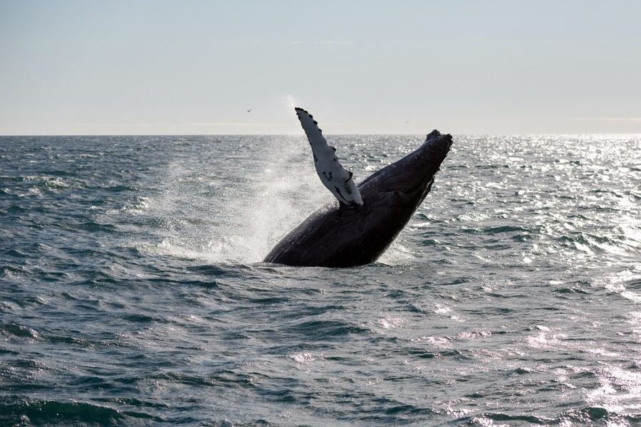 Reykjavik: Whale Watching & Northern Lights Combo Cruise - Should you book it?