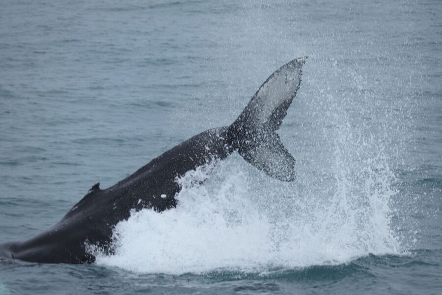 Reykjavik: Whale Watching & Northern Lights Combo Cruise - The 2.5 to 3 hour whale search