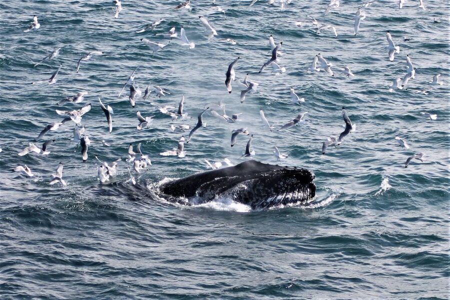 Reykjavik: Whale Watching & Northern Lights Combo Cruise - The five-hour break in Reykjavik