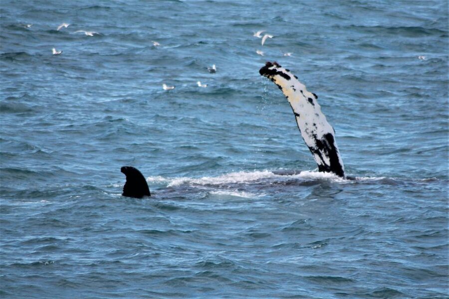 Reykjavik: Whale Watching & Northern Lights Combo Cruise - The two-hour Northern Lights cruise