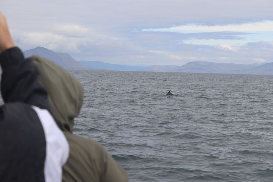 Reykjavik: Whale Watching & Northern Lights Combo Cruise - What the $205 price really buys