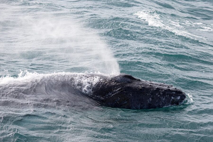 Reykjavik: Whale Watching & Northern Lights Combo Cruise - Weather, comfort, and practical limits